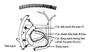 U cuộn mạch: đặc điểm giải phẫu, vai trò sinh lý, chẩn đoán và điều trị